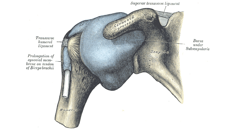Frozen Shoulder - Atlantic Physical Therapy